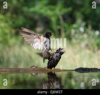 Coppia di storni litigando Sturnus vulgaris Ungheria Foto Stock