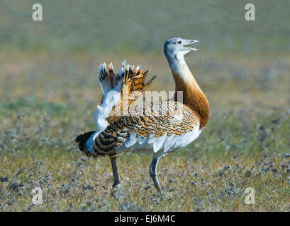 Grande maschio (Bustard Otis tarda) visualizzazione - Extremadura - Spagna Foto Stock