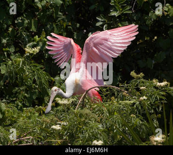 Roseate Spatola (Platalea ajaja), Florida, Stati Uniti d'America Foto Stock