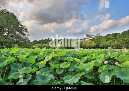 Stagno di Shinobazu presso il parco Ueno, Tokyo, Giappone Foto Stock