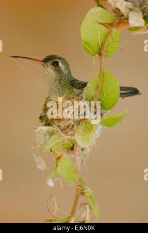 Hummingbird Broad-Billed nido di tessitura utilizzando ragnatela Arizona USA Foto Stock