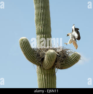 Red-Tailed Hawk (Buteo jamaicensis) in atterraggio a nido Buteo jamaicensis Foto Stock