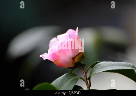 Pink gerbera con un brillante sullo sfondo delle luci Foto Stock