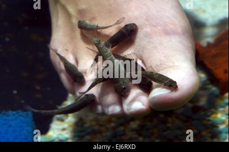 FILE - un archivio foto datata 23 settembre 2014 mostra un piccolo pesce (Garra Rufas) rodendo i piedi di un cliente nel 'Garra Rufa Lounge' in Kiel, Germania. Questi pesci sono esecuzione di pedicure in un numero crescente di città tedesche. Foto: Carsten Rehder/dpa Foto Stock