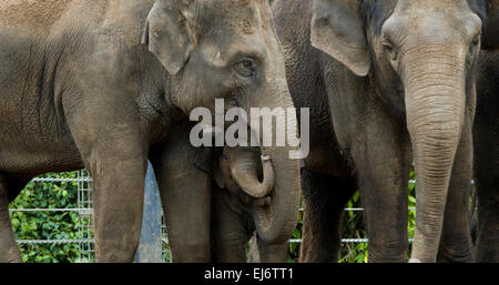 'Mali' nove mesi baby femmina elefante asiatico con zia "num oi" (L) e madre 'dokkoon' presso lo zoo di Melbourne. Foto Stock