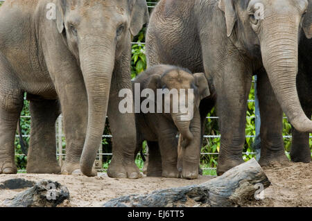 'Mali' nove mesi baby femmina elefante asiatico con zia "num oi" (L) e madre 'dokkoon' presso lo zoo di Melbourne. Foto Stock