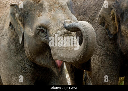 'Mali' nove mesi baby femmina elefante asiatico in mostra con la madre 'Dokkoon' (L) e aunti "Num oi' (R) presso lo zoo di Melbourne. Foto Stock