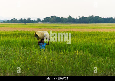 Abitante che trasportano il sacco sulla testa in terreni agricoli, Sittwe, Stato di Rakhine, Myanmar Foto Stock