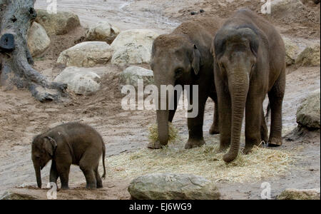 'Mali' nove mesi baby femmina elefante asiatico in mostra con la madre 'Dokkoon' (L) e aunti "Num oi' (R) presso lo zoo di Melbourne. Foto Stock