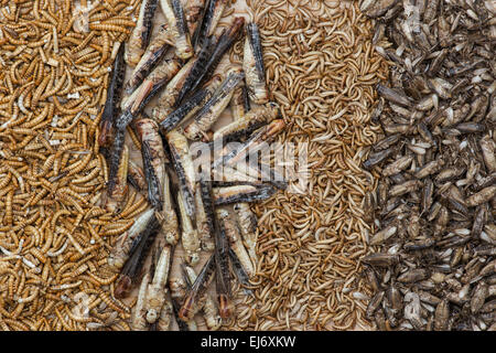 Gli insetti commestibili. Cavallette, Buffalo Worms, grilli e Mealworms. Il cibo del futuro Foto Stock