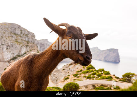 Maiorca capra in Formentor Capo Faro a Mallorca Foto Stock