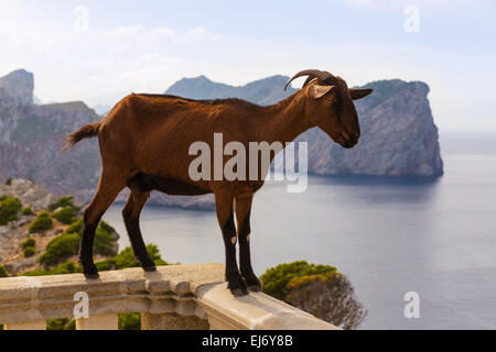 Maiorca capra in Formentor Capo Faro a Mallorca Foto Stock