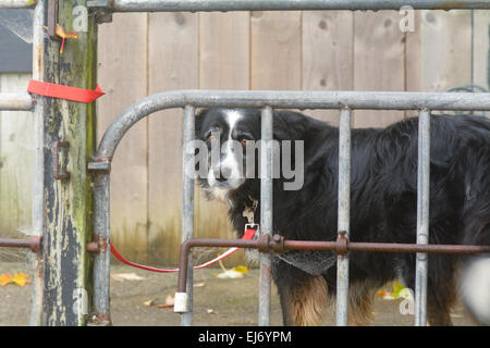 Triste guardando Border Collie cane legato alle ringhiere al di fuori del negozio il Dartmoor Devon, Inghilterra Foto Stock