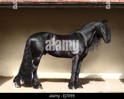 Nero cavallo Frisone in stalla, bassa ritratto della chiave Foto Stock