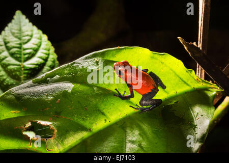 Strawberry poison dart frog fauna selvatica COSTA RICA Dendrobates pumilio rosso-blu rana di veleno, rana rossa albero velenoso scalatore cl Foto Stock