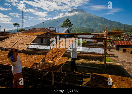 Persone che asciugano il tabacco in un villaggio di produzione di tabacco a Temanggung, Giava Centrale, Indonesia. Foto Stock