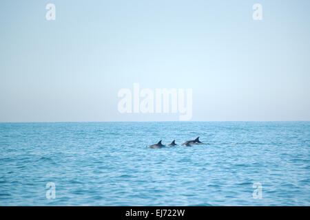 I delfini (tursiops truncatus), pinne dorsali, Eastern Cape Province, Sud Africa Foto Stock