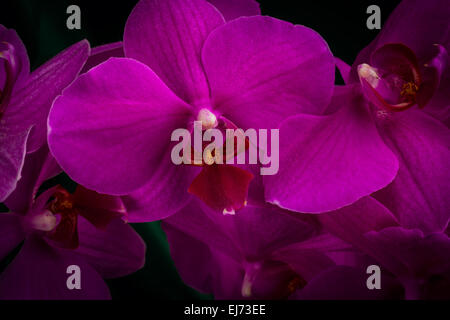 Splendida orchidea rossa su sfondo scuro Foto Stock