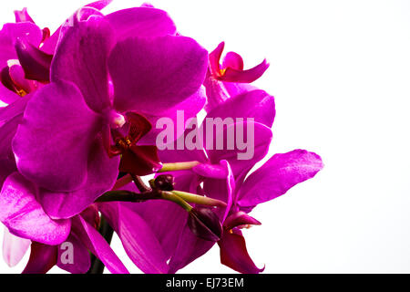 Meravigliosa orchidea rosso su sfondo bianco Foto Stock