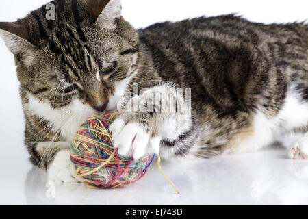 Gatto allegro Foto Stock