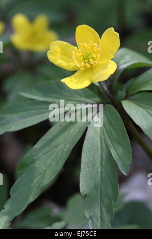Anemone ranunculoides, anemone giallo Foto Stock