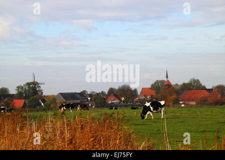 Vacche su pascolo di fronte al villaggio Foto Stock