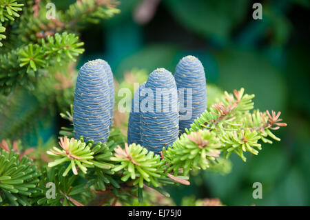 Coni di abete Foto Stock