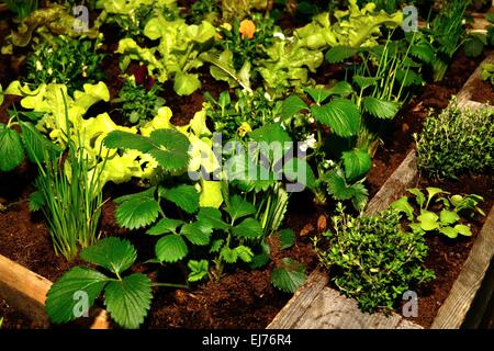 verdure Foto Stock