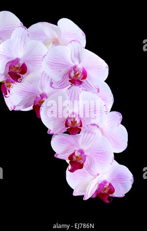 Orchidea rosa. Foto Stock