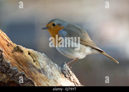 Robin Foto Stock
