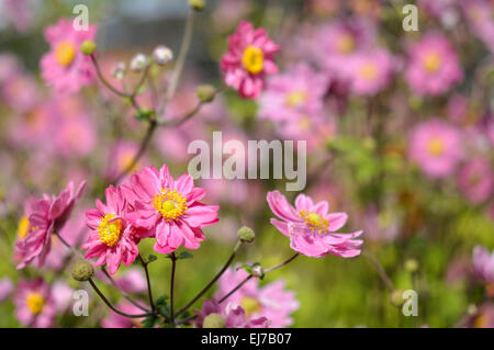 Metà rosa Anemone giapponese fiori in una tarda estate del confine. Foto Stock