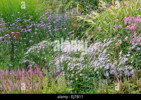 I confini del fiore tardo-estivo con un mix di colori e piante di varia altezza. Include Verbena, Asters e anemoni giapponesi. Foto Stock