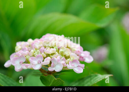 Fiori di colore rosa pallido di una fioritura estiva Hydrangea con un vivido sfondo verde.