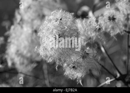 Mostrare la bellezza della natura in bianco e nero, teste di seme di un clematide selvatica Foto Stock