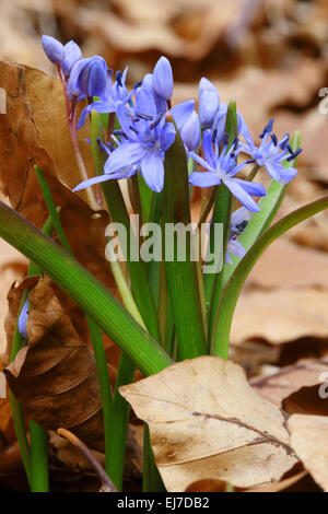 Alpine squill, Scilla bifolia Foto Stock