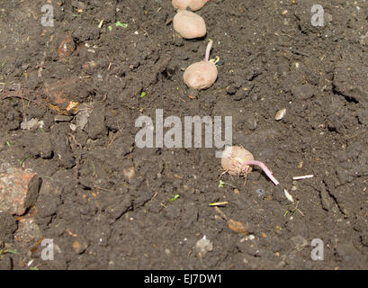 Fila di tuberi seme di patate nel terreno pronto per plantin Foto Stock