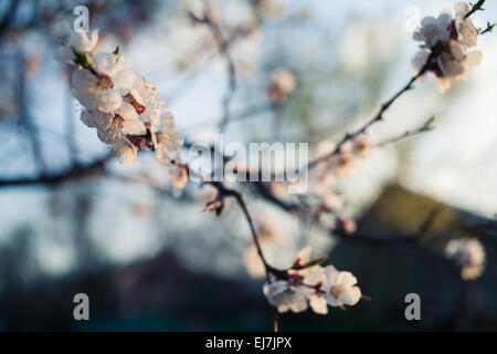 Il brunch con fiori di Apple Foto Stock