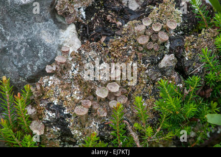 Il Lichen: Cladonia chlorophaea. Surrey, Inghilterra Foto Stock