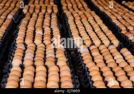 Molte uova marrone in plastica vassoio di cartone Foto Stock