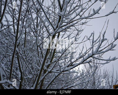 Neve sui rami di alberi. Foto Stock