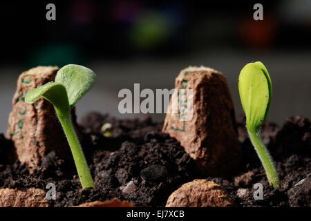 Jack o'zucca lanterna piantine di germinare in un uovo riciclato box. Foto Stock