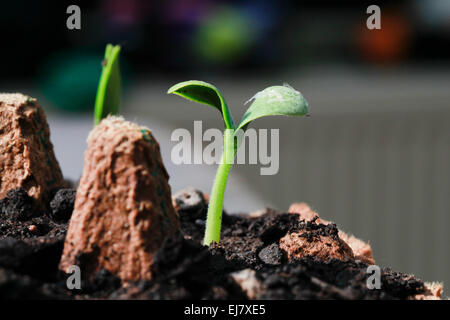 Jack o'zucca lanterna piantine di germinare in un uovo riciclato box. Foto Stock