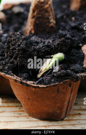 Jack o'zucca lanterna piantine di germinare in un uovo riciclato box. Foto Stock