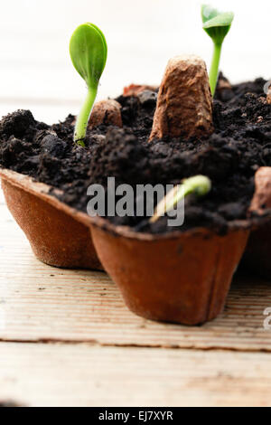 Jack o'zucca lanterna piantine di germinare in un uovo riciclato box. Foto Stock