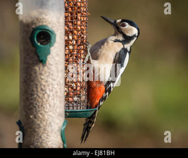 Picchio rosso maggiore, maschio, (Dendrocopos major), sull'alimentatore, Dorset, Inghilterra, Regno Unito. Foto Stock