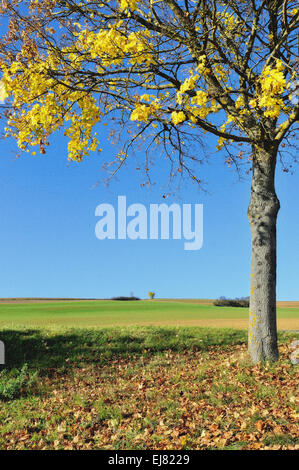 L'autunno è arrivato Foto Stock