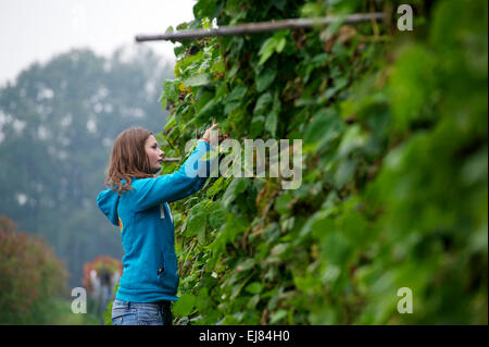 I Paesi Bassi. Barneveld. 24-09-2014. Una giovane donna che lavorano nel settore. Foto Stock