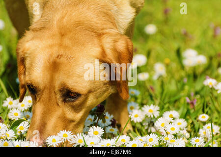 Cane fiori profumati Foto Stock