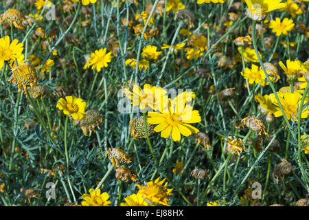 Margherite giallo . Foto Stock