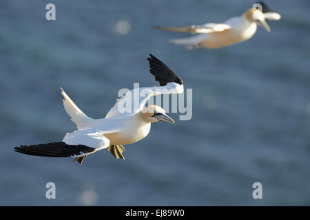 (Settentrionali) Gannett Foto Stock